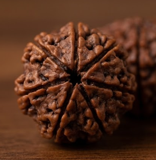 11 Mukhi Certified Rudraksha (Nepali Origin)