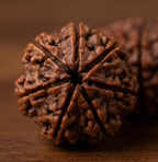 11 Mukhi Certified Rudraksha (Nepali Origin)