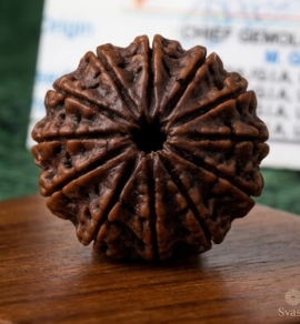 13 Mukhi Certified Rudraksha  (Nepali Origin)