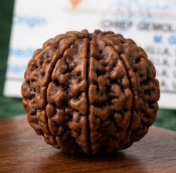 13 Mukhi Certified Rudraksha  (Nepali Origin)