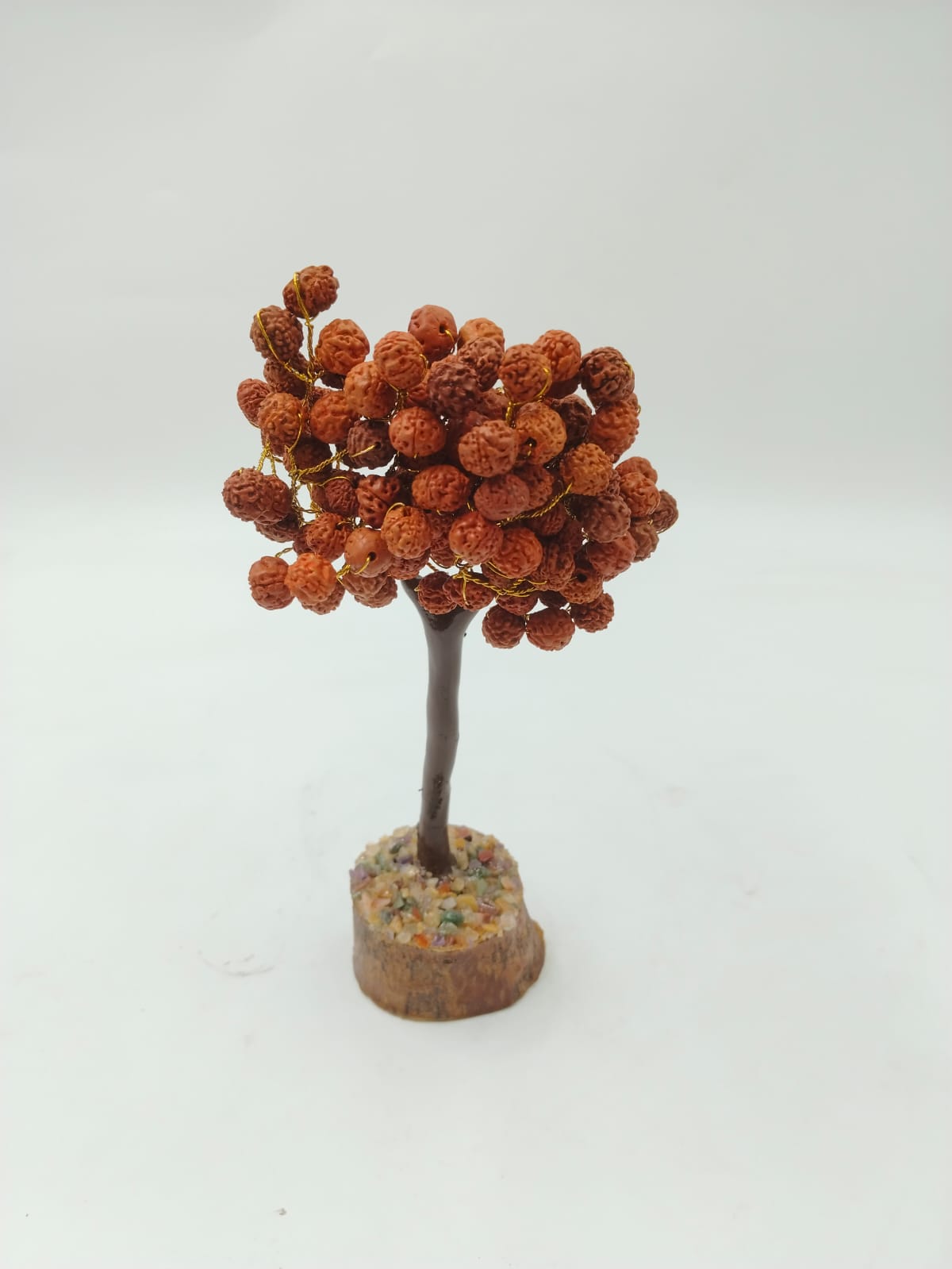 Rudraksha Tree