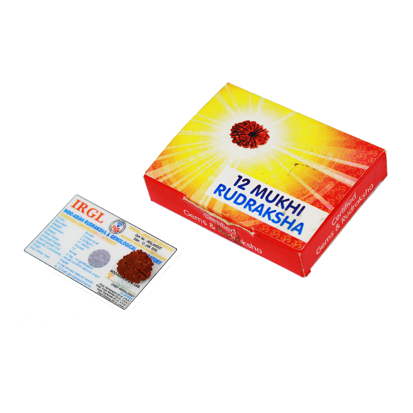 12 Mukhi Certified Rudraksha (Nepali Origin)