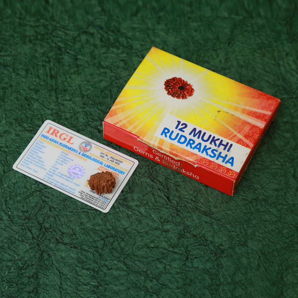 12 Mukhi Certified Rudraksha (Nepali Origin)