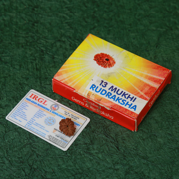 13 Mukhi Certified Rudraksha  (Nepali Origin)