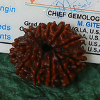 11 Mukhi Certified Rudraksha (Nepali Origin)