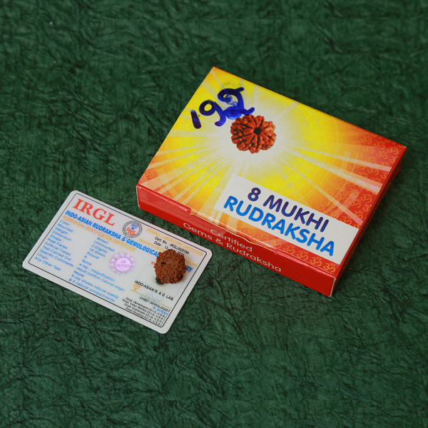 8 Mukhi Certified Rudraksha (Nepali Origin)