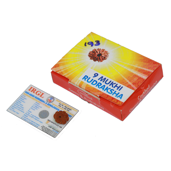 9 Mukhi Certified Rudraksha (Nepali Origin)