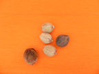 108 Laghu Coconut / Laghu Nariyal for Lakshmi ashtotram