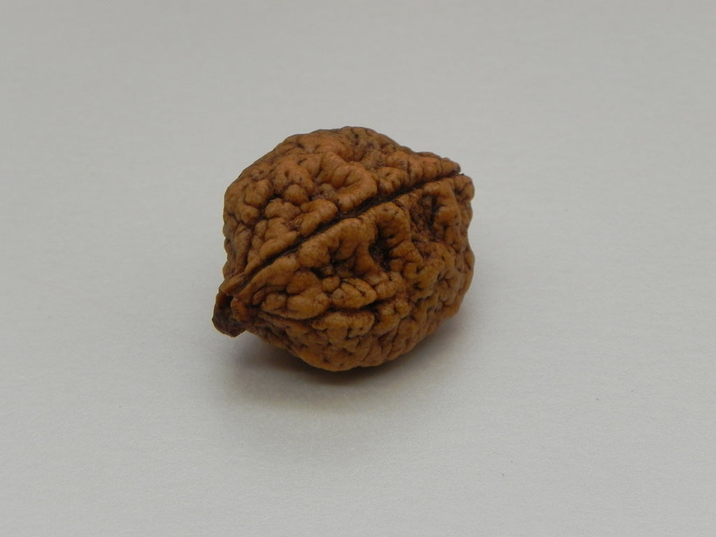 2 Mukhi Rudrakshi Not Certified