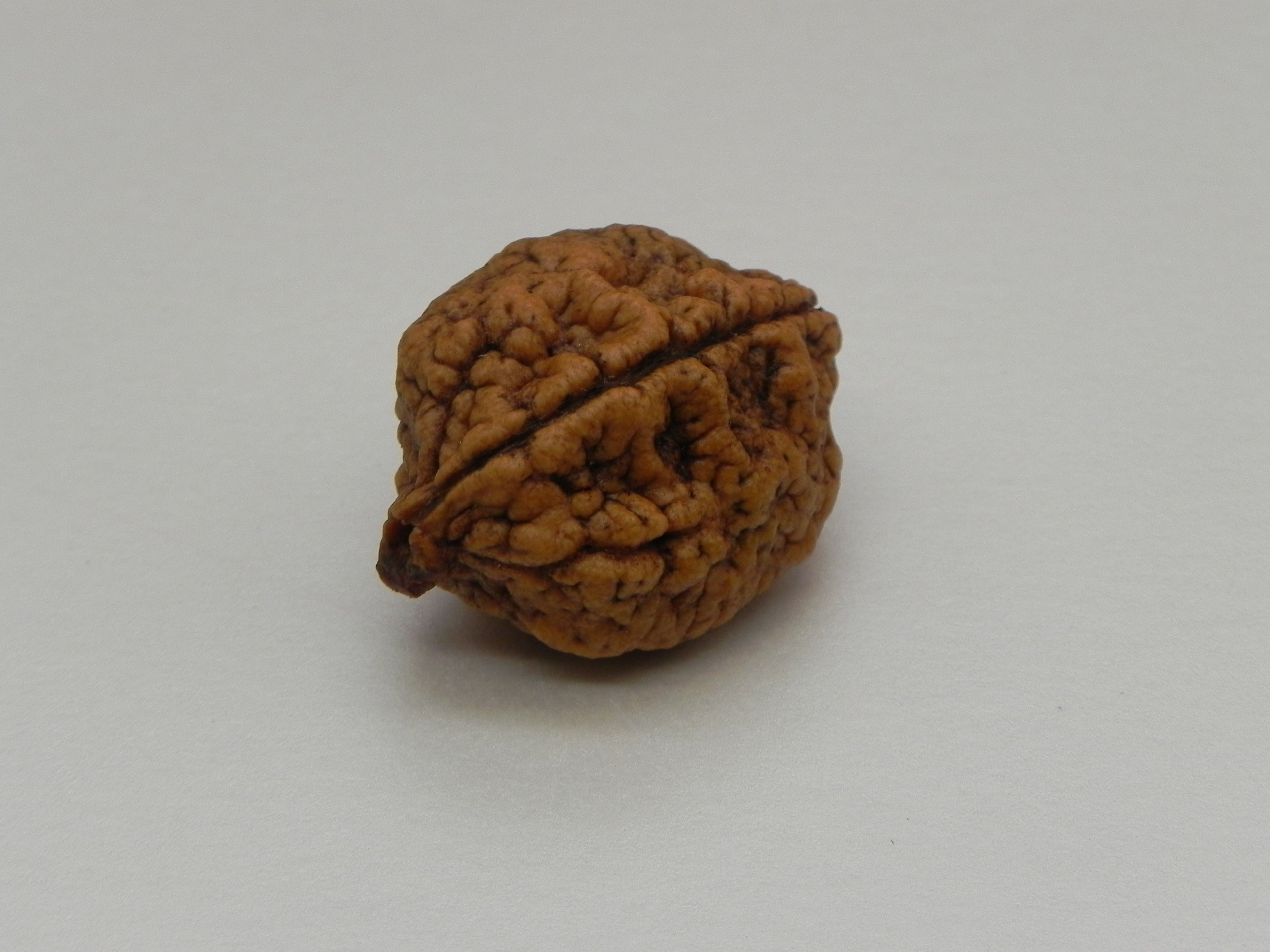 2 Mukhi Rudrakshi Not Certified