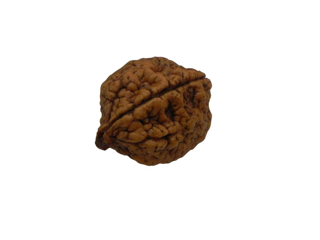 2 Mukhi Rudrakshi Not Certified