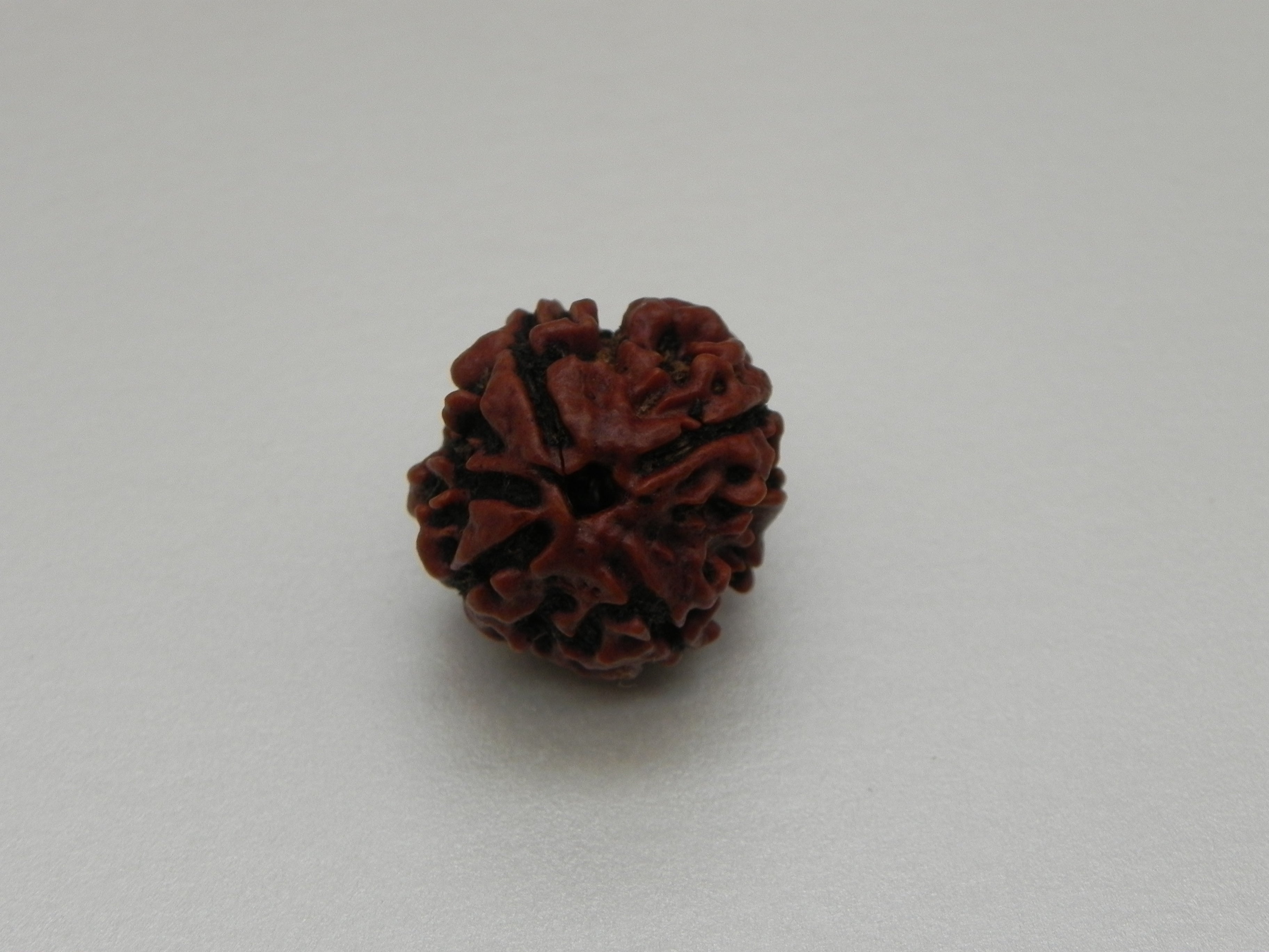 4 Mukhi Rudrakshi [ With out Certified ]