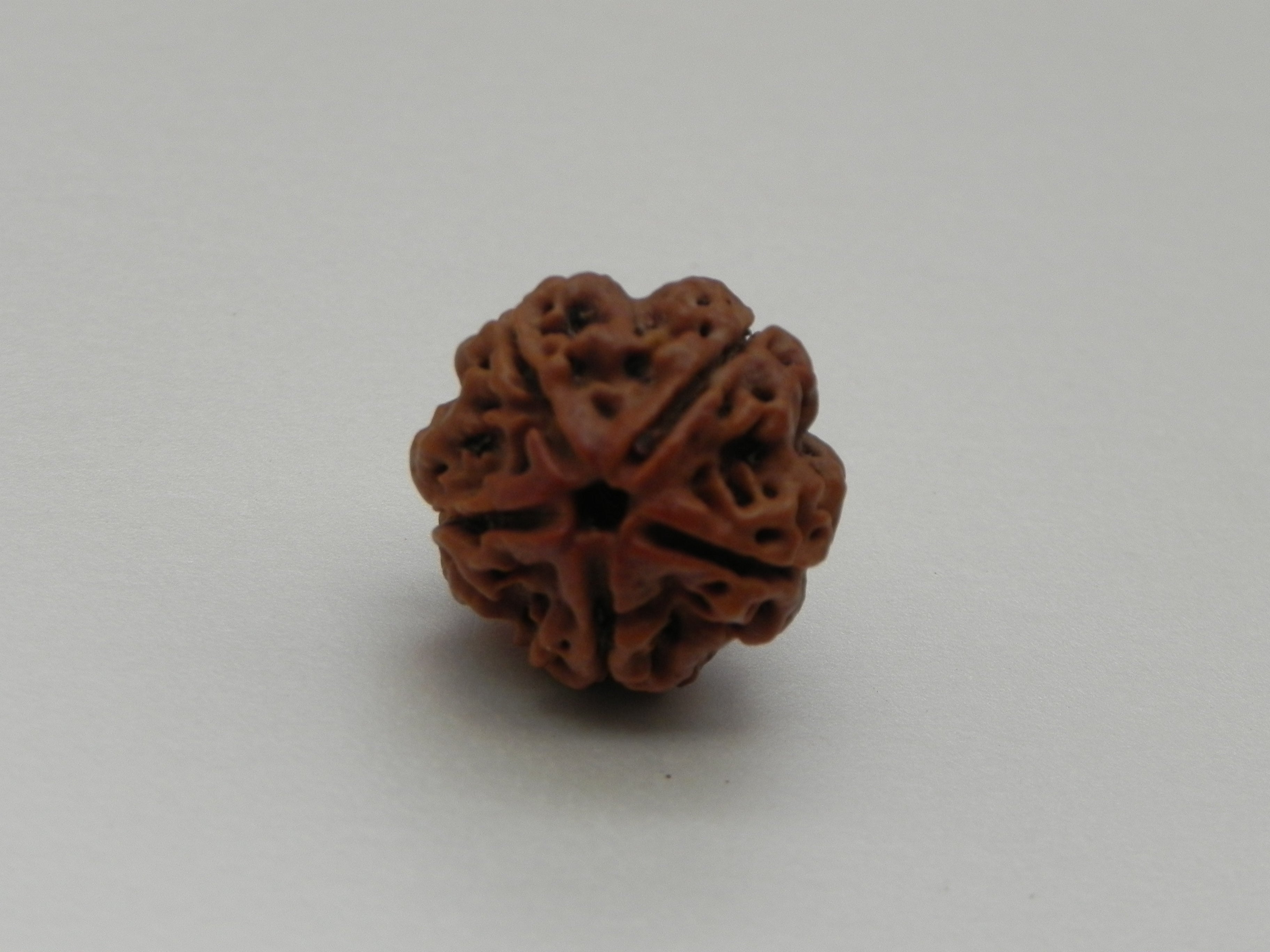 5 Mukhi Rudrakshi [ With out Certified ]