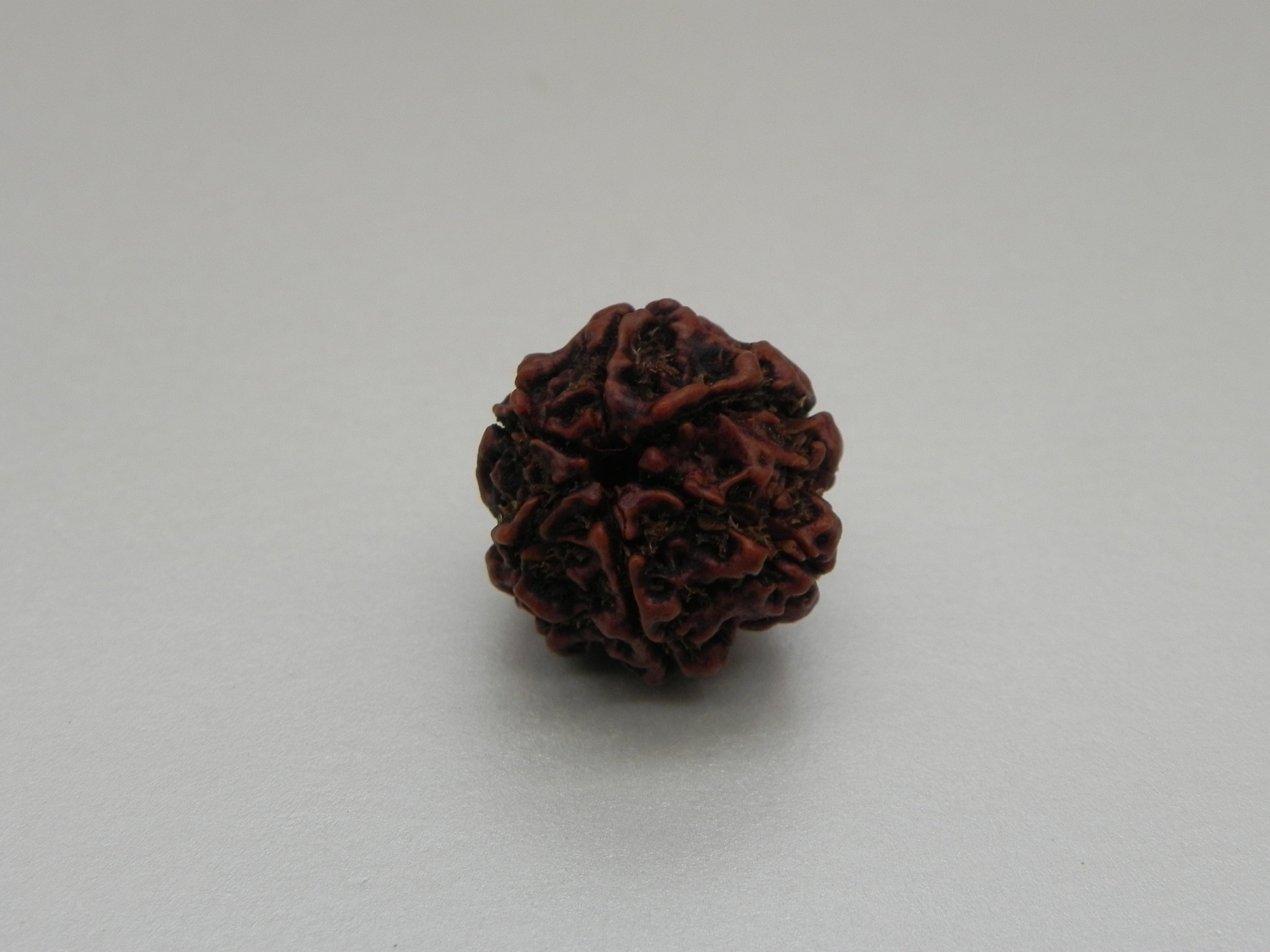6 Mukhi Rudrakshi [ With out Certified ]