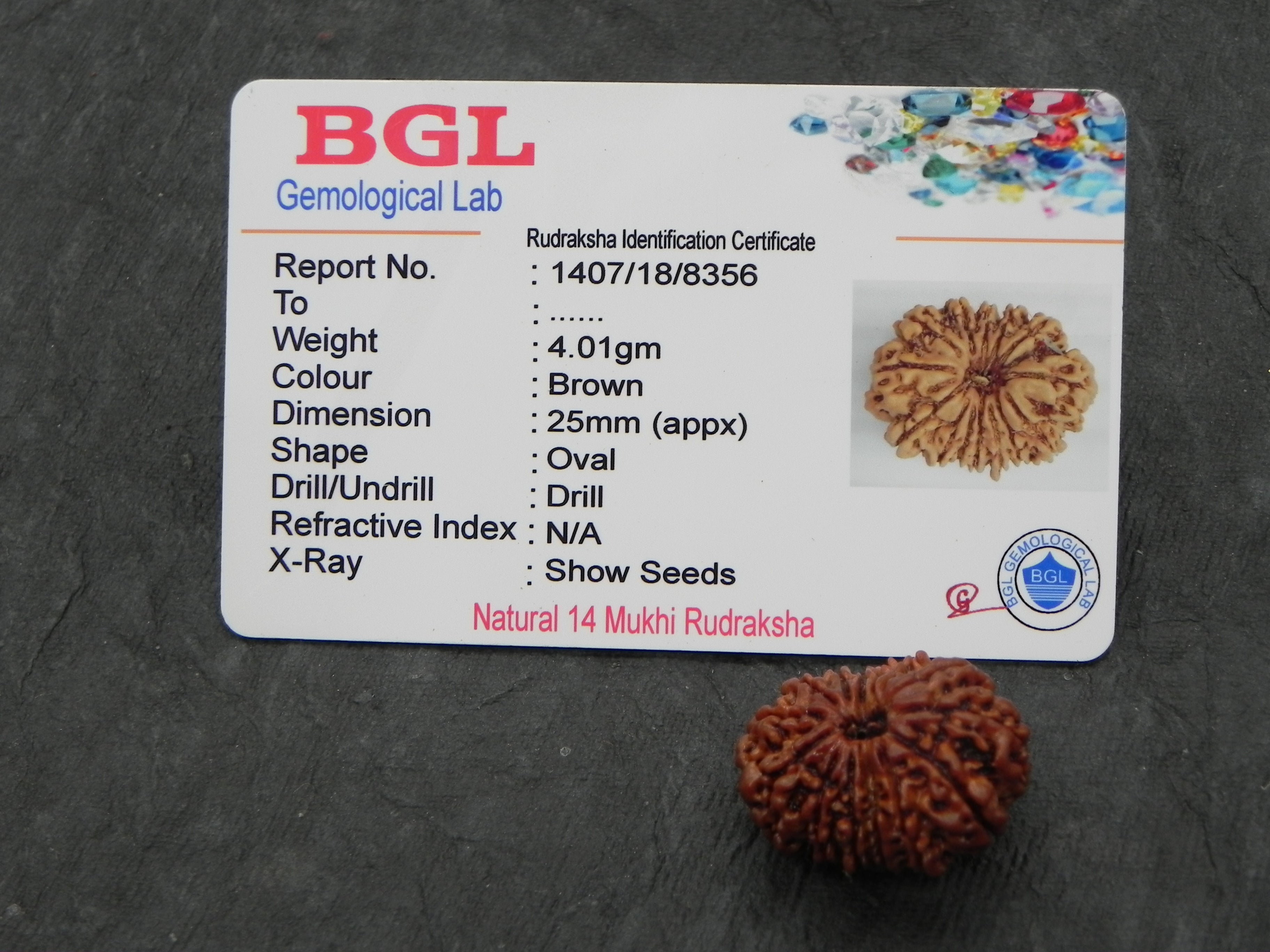 14 Mukhi Certified Rudraksha (Nepali Origin)