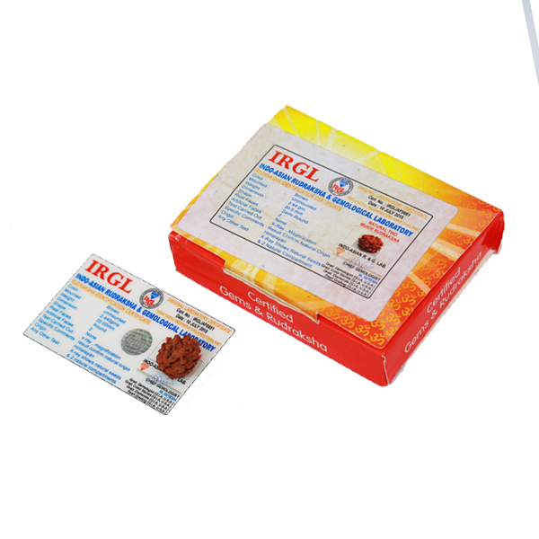 2 Mukhi Certified Rudraksha