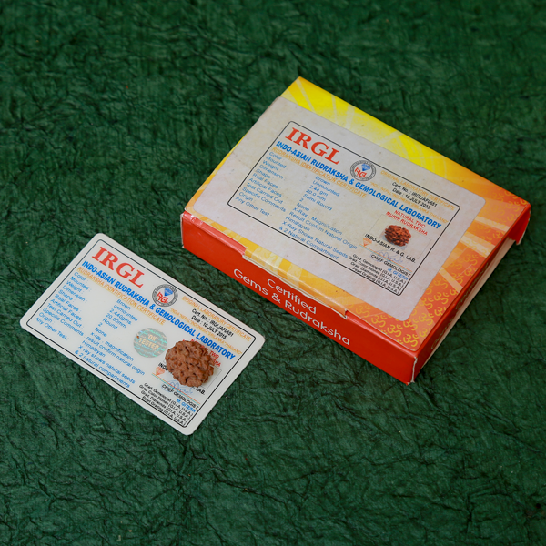 2 Mukhi Certified Rudraksha