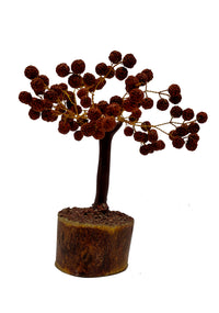 Rudraksha  Tree [ Height - 7 Inches ]